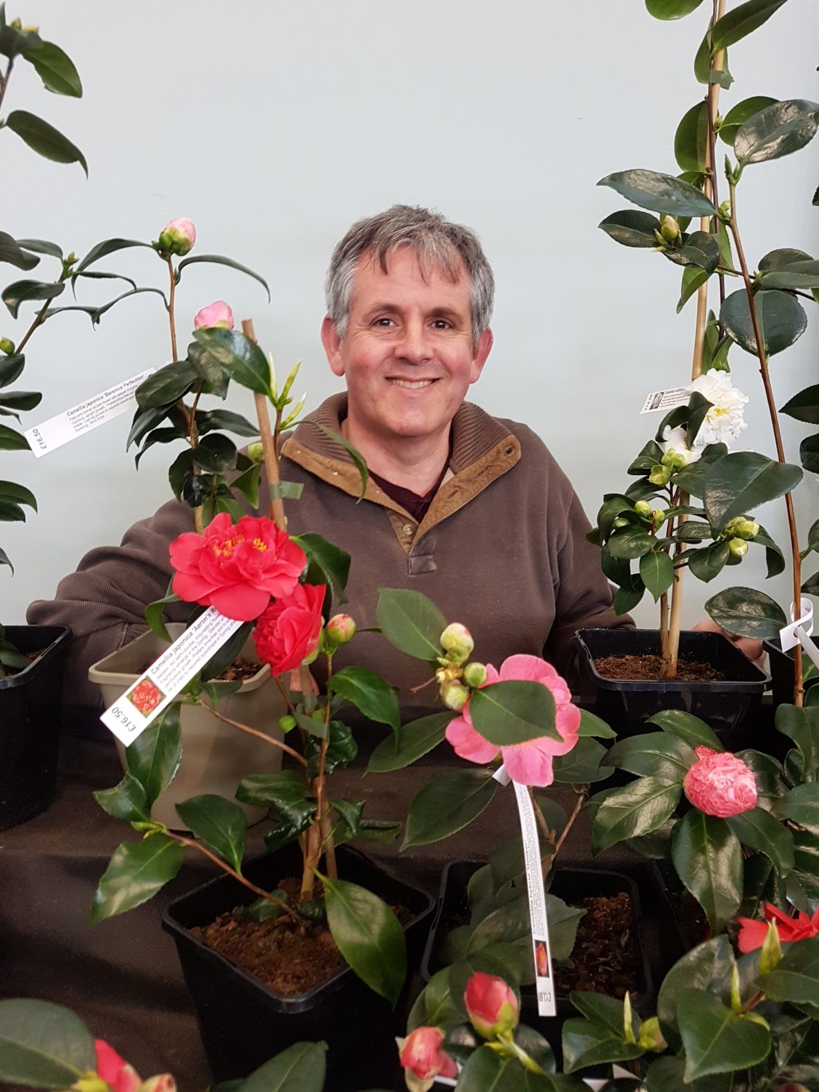 Strete Gate Camelias